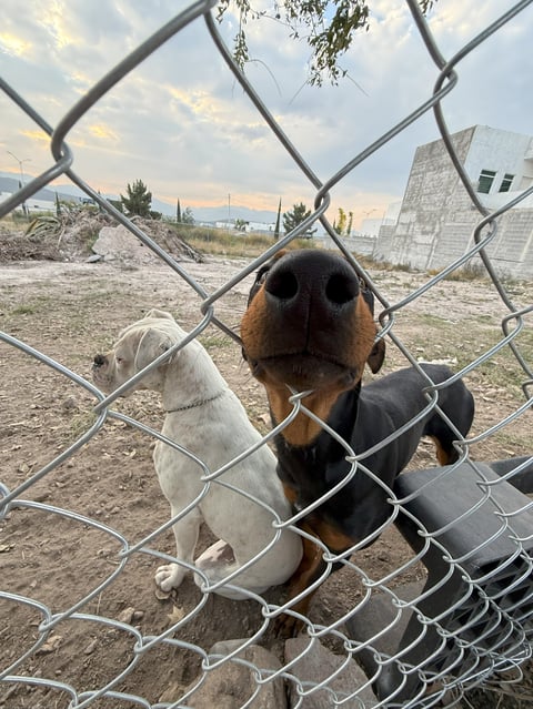 Two dogs behind a chain-link fence looking at the camera in a rural area during sunset